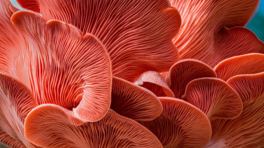 Ergothioneine The Longevity Vitamin_Lux Nutrition