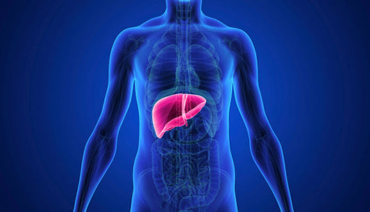Ergothioneine and Liver Health_Lux Nutrition